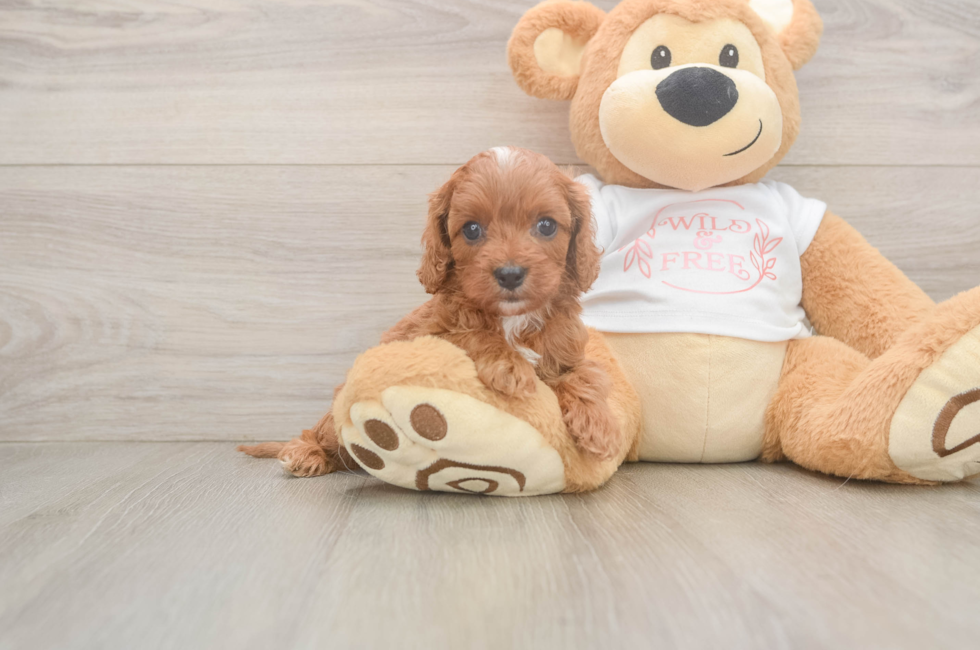 5 week old Cavapoo Puppy For Sale - Seaside Pups