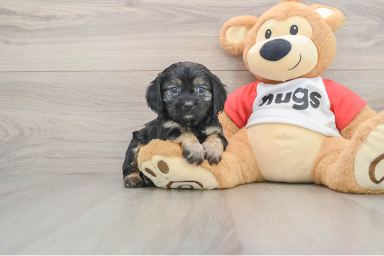 Cavapoo Pup Being Cute
