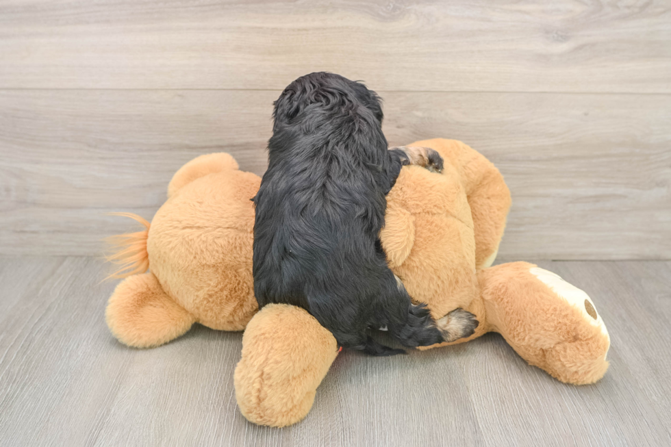 Fluffy Cavapoo Poodle Mix Pup