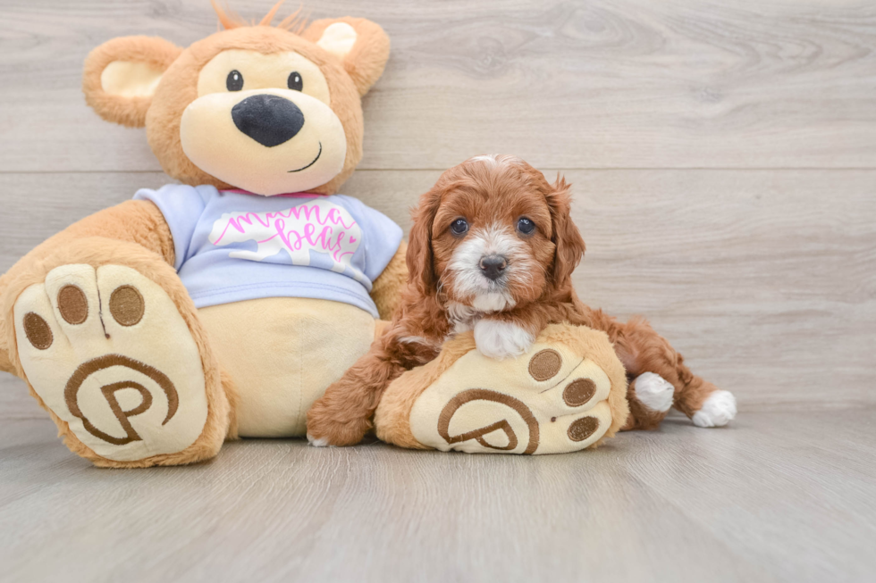 Best Cavapoo Baby