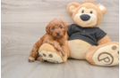 Fluffy Cavapoo Poodle Mix Pup