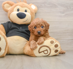 6 week old Cavapoo Puppy For Sale - Seaside Pups
