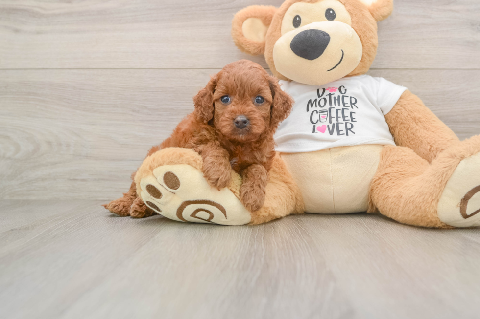 Sweet Cavapoo Baby