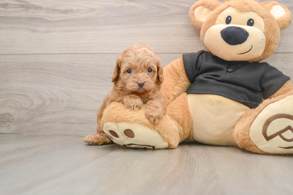 Cavapoo Pup Being Cute
