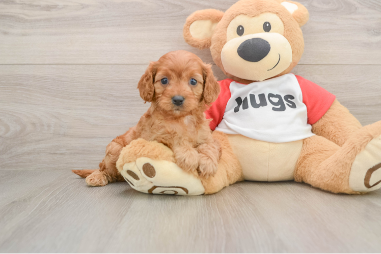 Best Cavapoo Baby