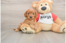Best Cavapoo Baby