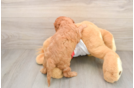Best Cavapoo Baby