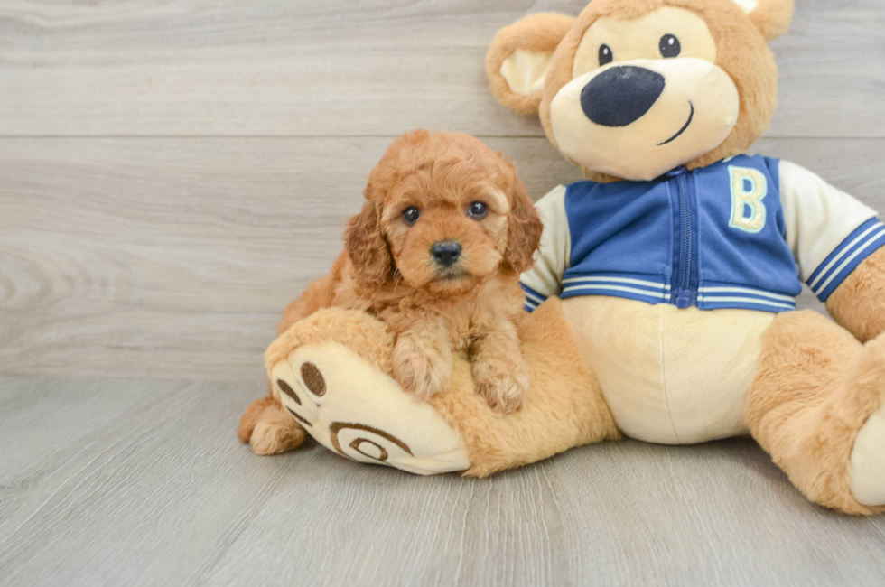 6 week old Cavapoo Puppy For Sale - Seaside Pups