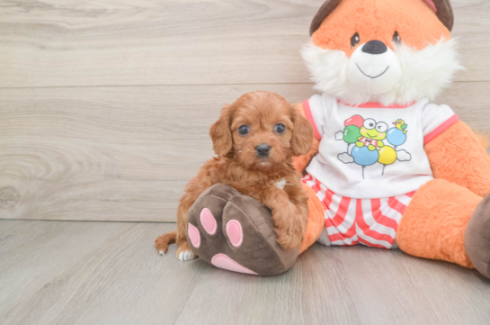 Best Cavapoo Baby