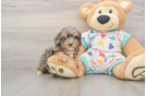 Best Cavapoo Baby