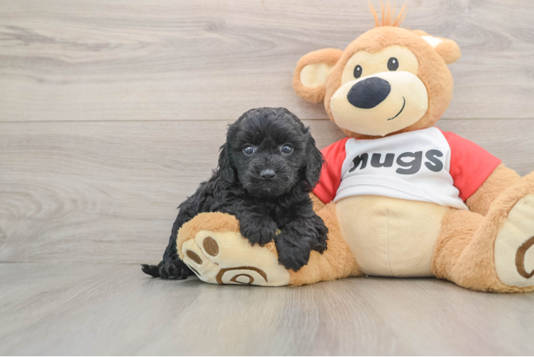 Fluffy Cavapoo Poodle Mix Pup