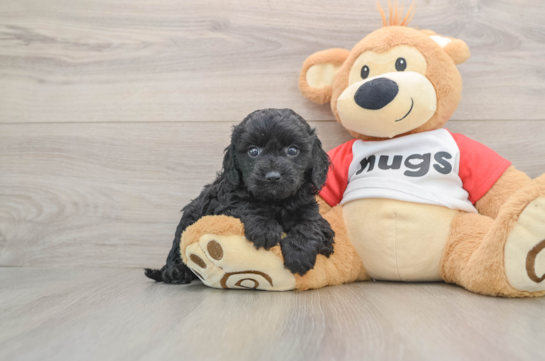 Fluffy Cavapoo Poodle Mix Pup