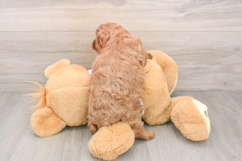 Playful Cavapoodle Poodle Mix Puppy