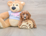 7 week old Cavapoo Puppy For Sale - Seaside Pups