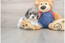 Small Cavapoo Baby