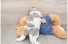 Cavapoo Pup Being Cute