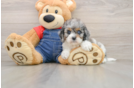 Cavapoo Puppy for Adoption