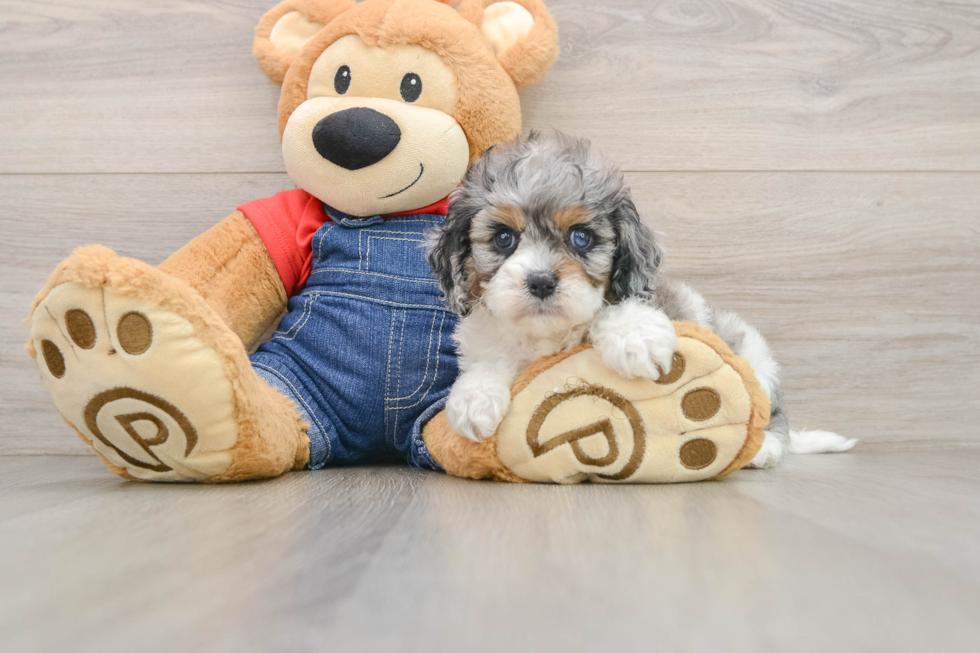 Cavapoo Puppy for Adoption