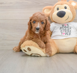 7 week old Cavapoo Puppy For Sale - Seaside Pups