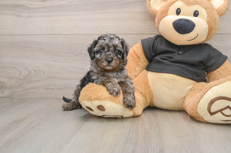 Best Cavapoo Baby