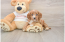 Cavapoo Puppy for Adoption