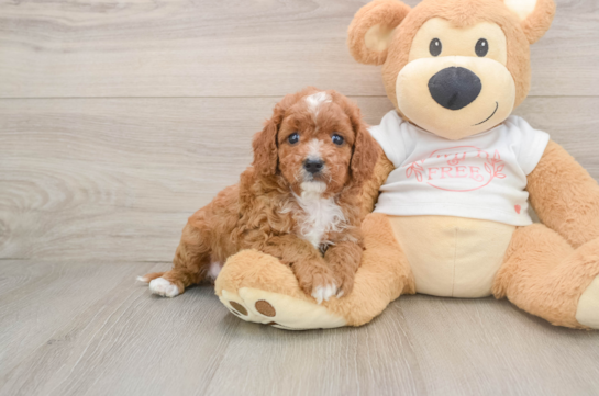 Cavapoo Puppy for Adoption