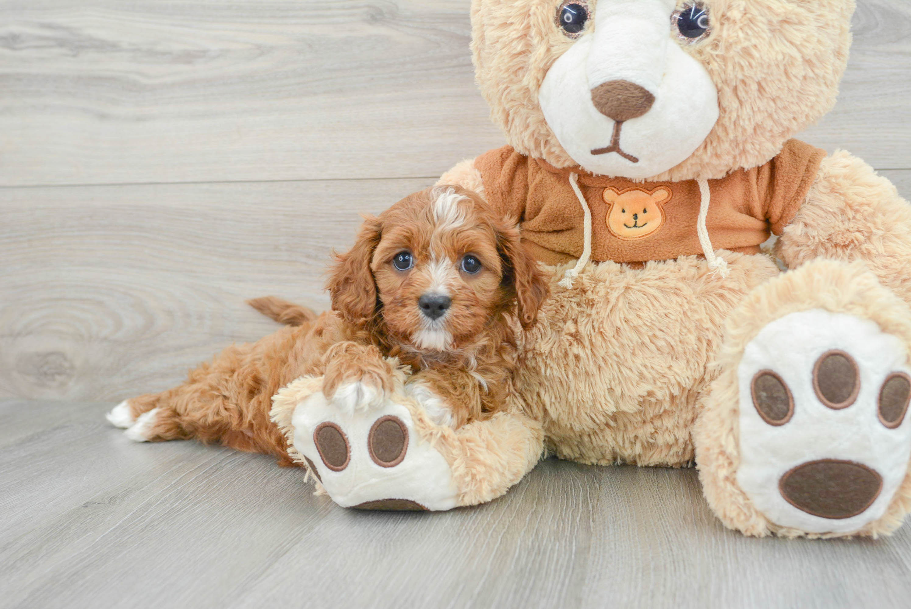 Teddy hotsell bear cavapoo