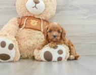 8 week old Cavapoo Puppy For Sale - Seaside Pups