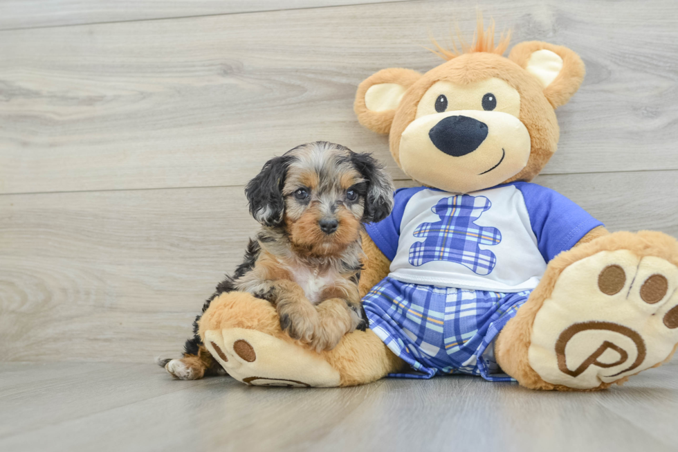 Energetic Cavoodle Poodle Mix Puppy