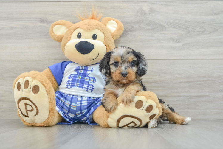 Cavapoo Pup Being Cute