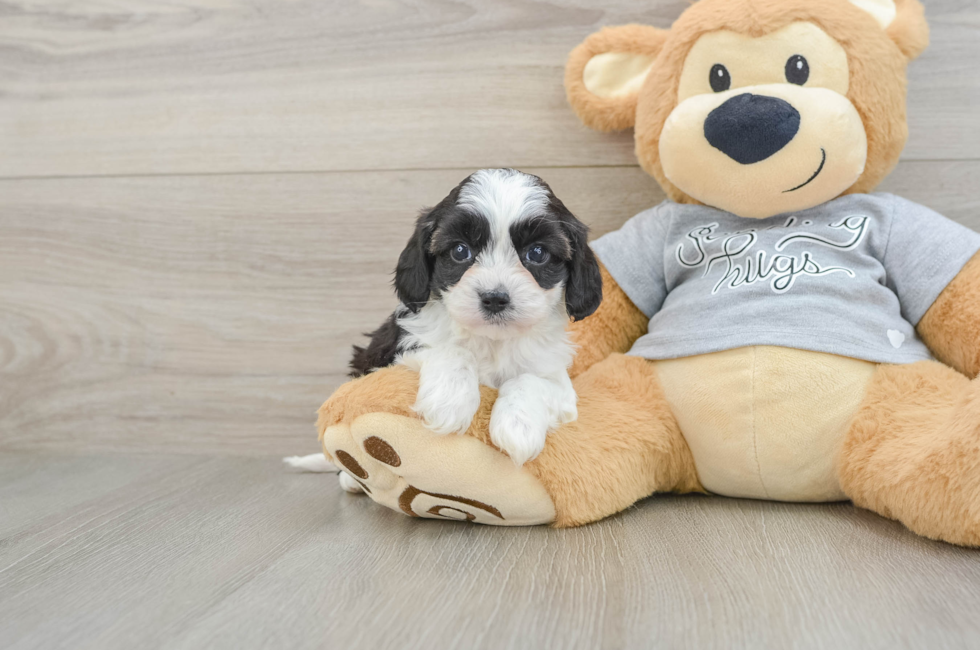 5 week old Cavapoo Puppy For Sale - Seaside Pups
