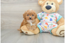 Cavapoo Puppy for Adoption