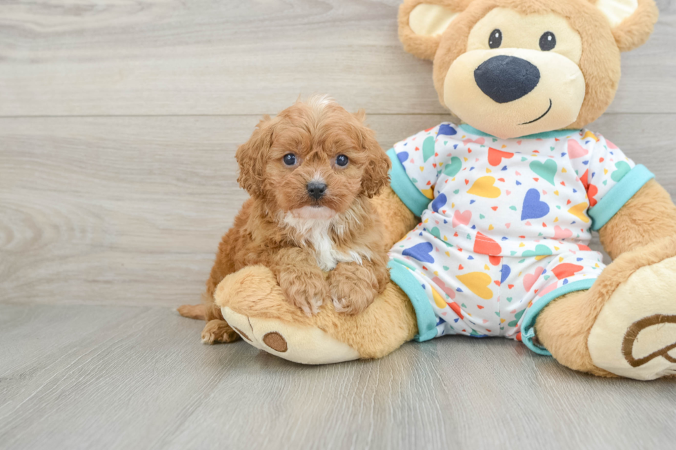 Cavapoo Puppy for Adoption