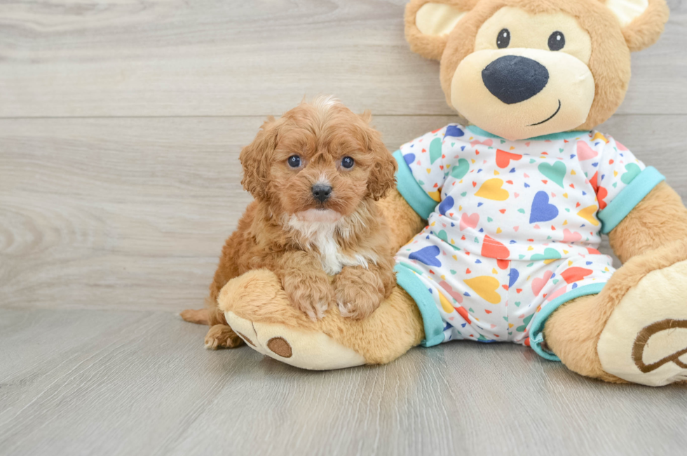 5 week old Cavapoo Puppy For Sale - Seaside Pups