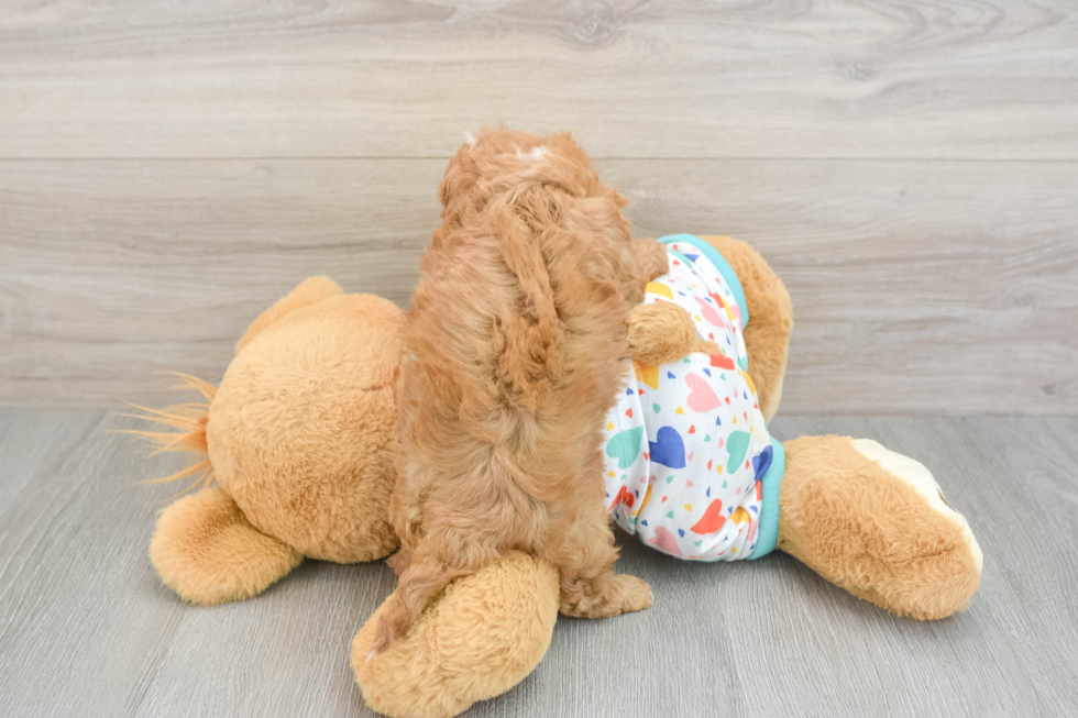 Cavapoo Pup Being Cute