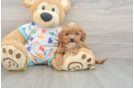 Best Cavapoo Baby