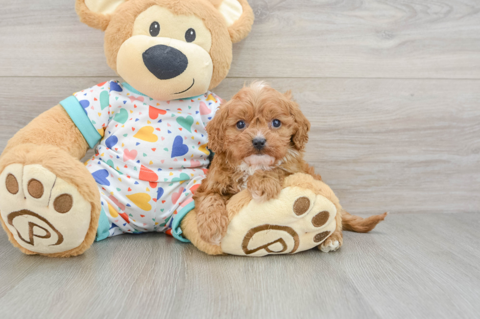 Best Cavapoo Baby