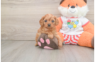 Cavapoo Puppy for Adoption