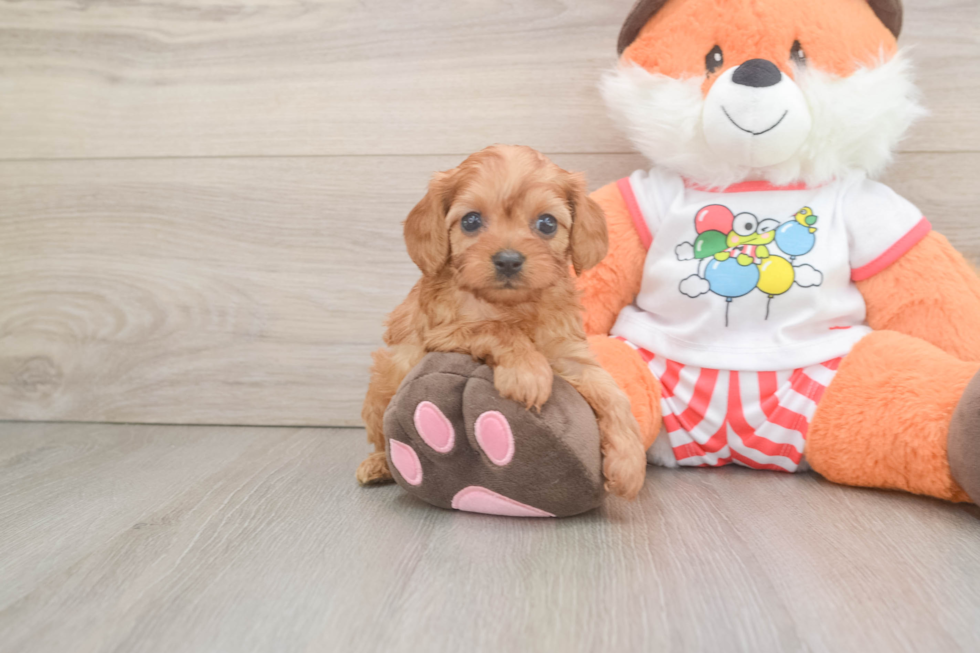 Cavapoo Puppy for Adoption