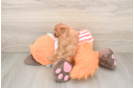 Hypoallergenic Cavadoodle Poodle Mix Puppy