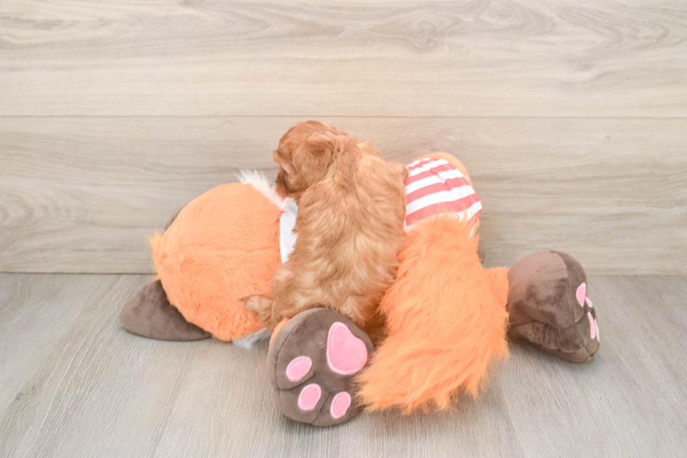 Hypoallergenic Cavadoodle Poodle Mix Puppy