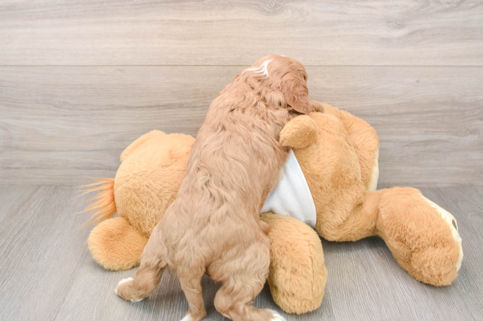 Little Cavipoo Poodle Mix Puppy