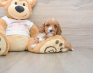 8 week old Cavapoo Puppy For Sale - Seaside Pups