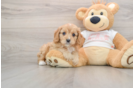 Cavapoo Puppy for Adoption
