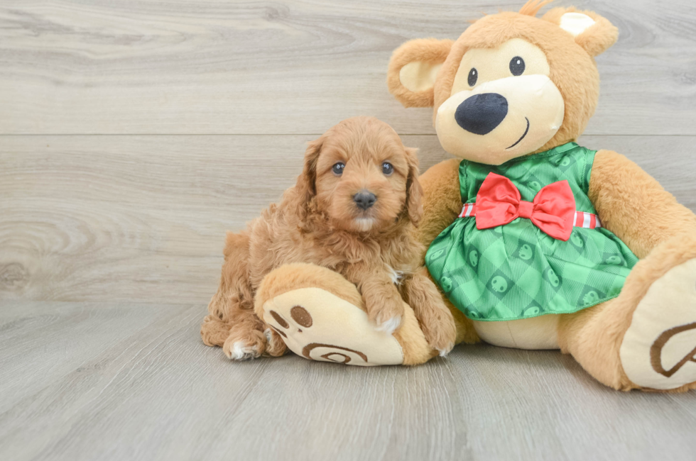 6 week old Cavapoo Puppy For Sale - Seaside Pups