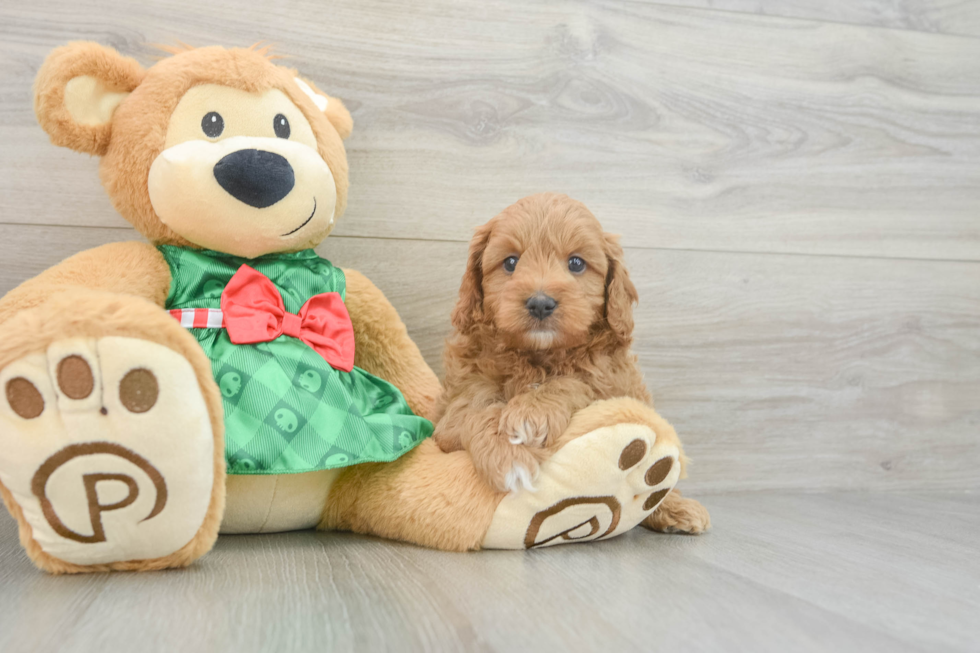 Little Cavipoo Poodle Mix Puppy