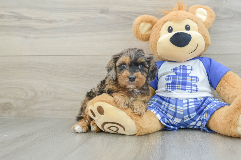 7 week old Cavapoo Puppy For Sale - Seaside Pups