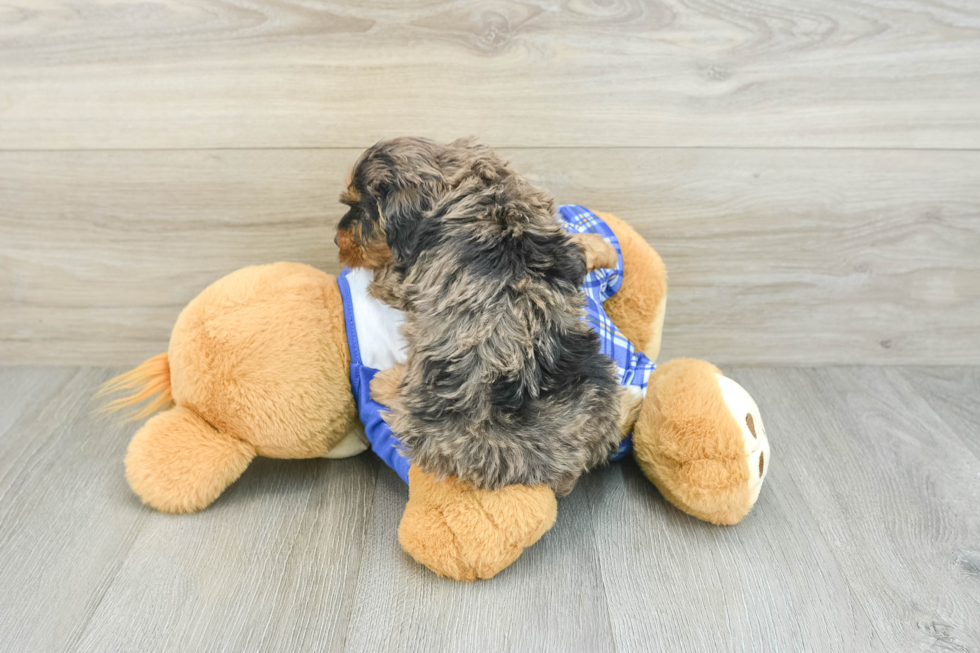 Cavapoo Pup Being Cute