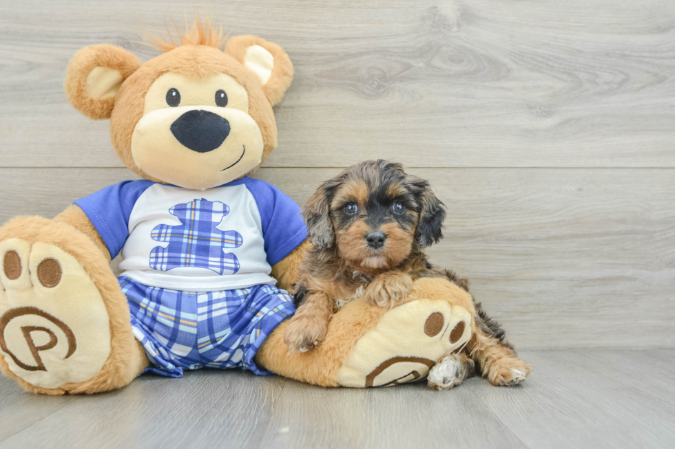 Best Cavapoo Baby