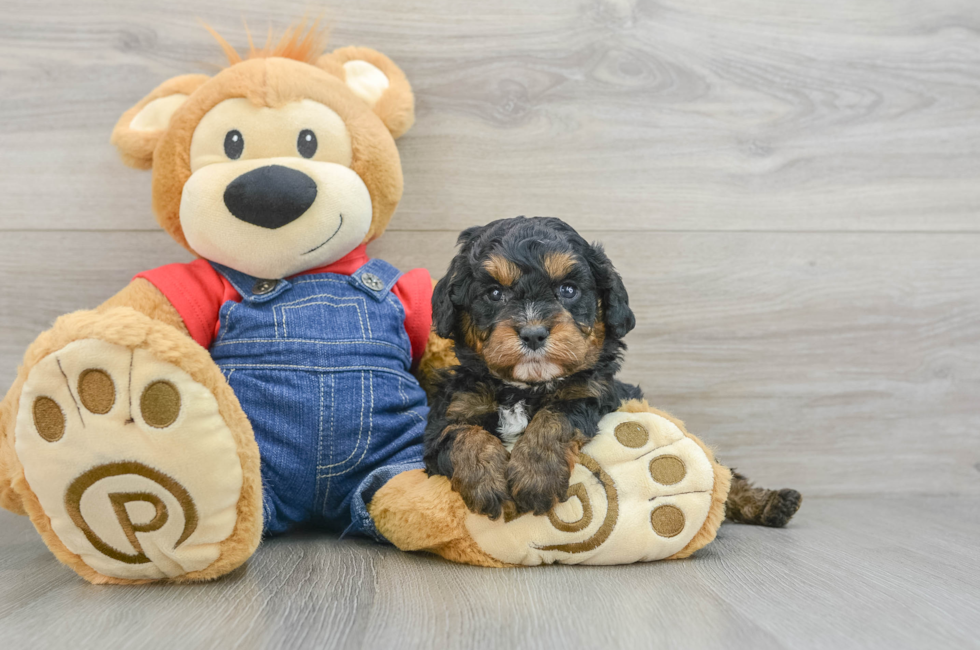 5 week old Cavapoo Puppy For Sale - Seaside Pups